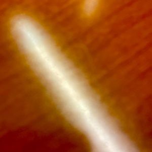 Meet your Posher, Payton